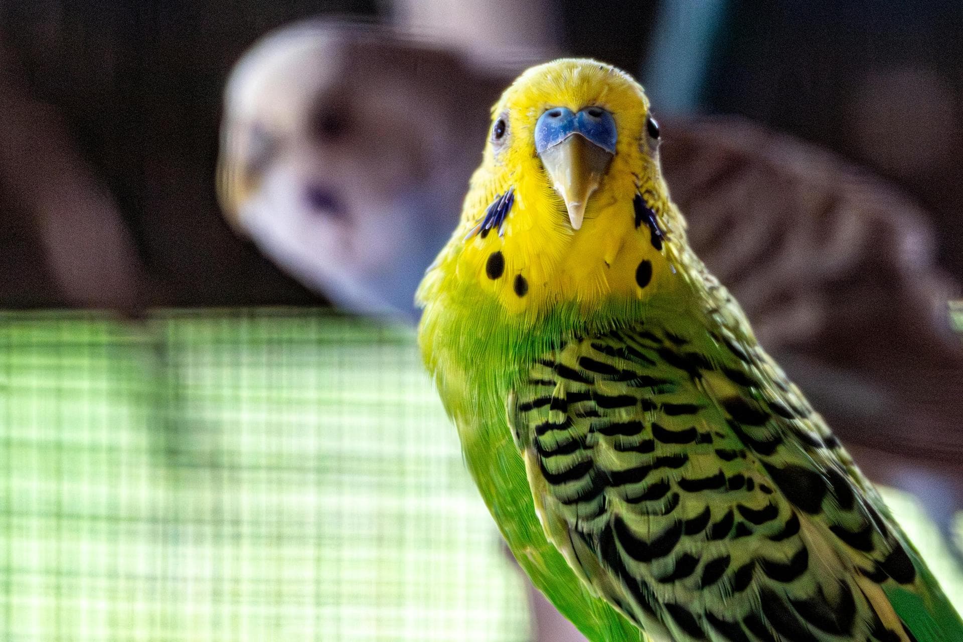 Dog & Cat Vets in Moulton