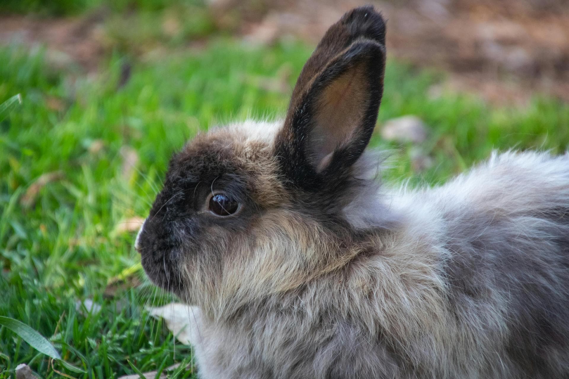 Combined Myxomatosis & VHD Vaccination Prices in Northamptonshire